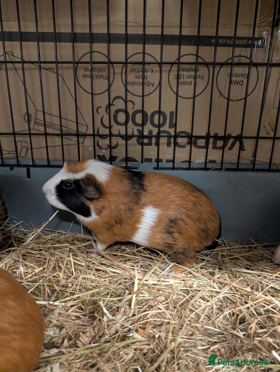 Guinea Pig rodents for sale: Guinea pig pair girls  - Advert 2