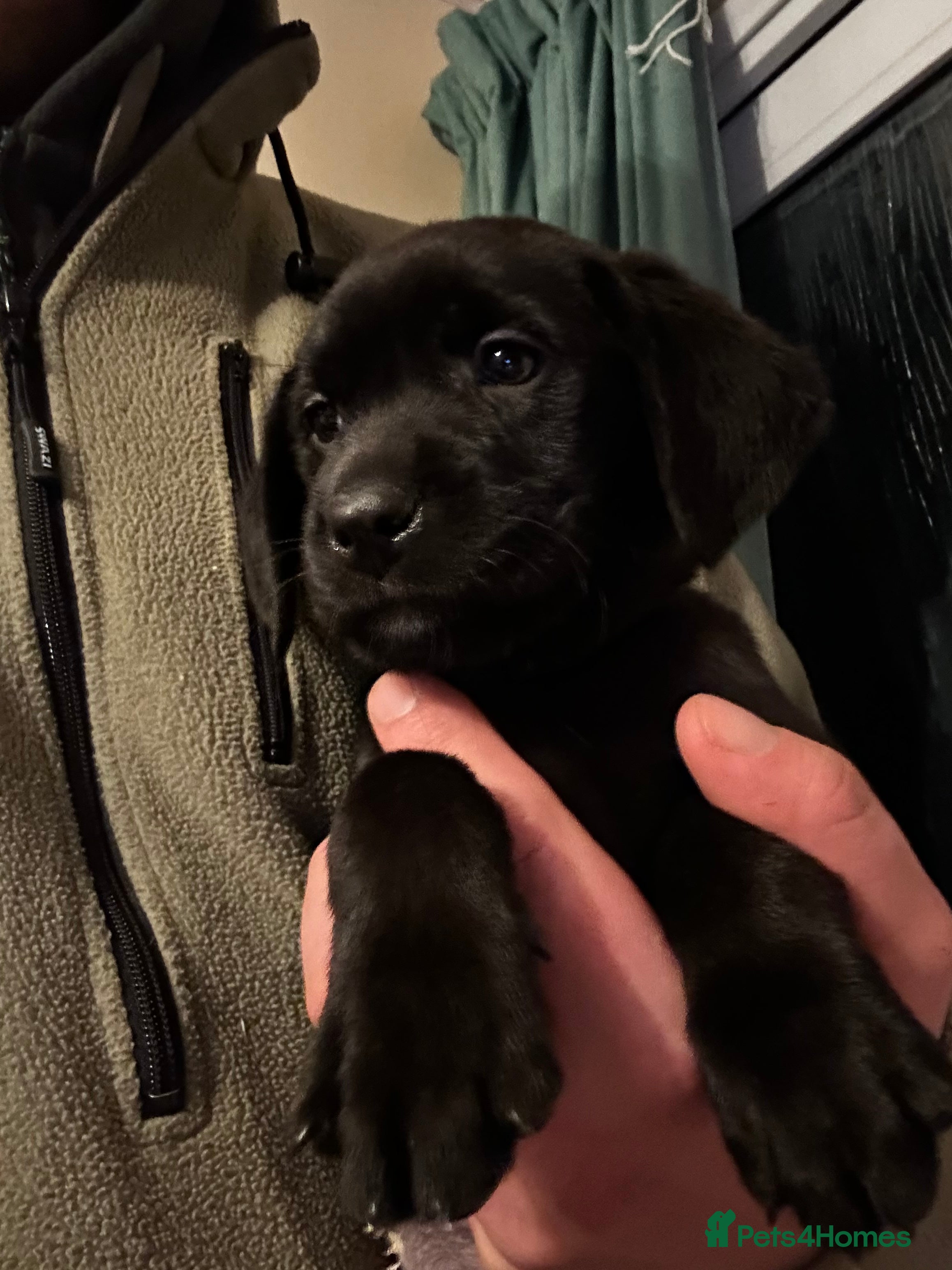 Labrador Retriever dogs for sale: KC LABRADOR RETRIEVER PUPPIES - Advert 2