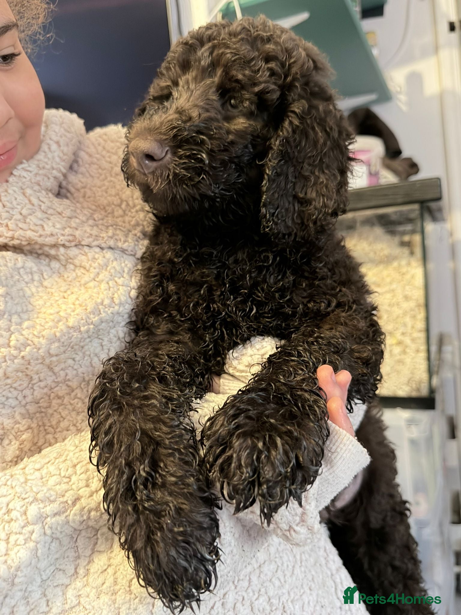 Australian Labradoodle dogs Labradoodle  - Advert 5