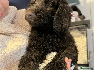 Australian Labradoodle dogs Labradoodle - Advert 5