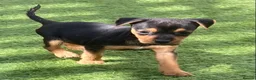 Jack Russell dogs for sale: Jack Russell puppies  - Advert 29