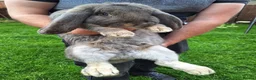 French Lop rabbits for sale: Giant French Lop Buck, 8 months old - Advert 1