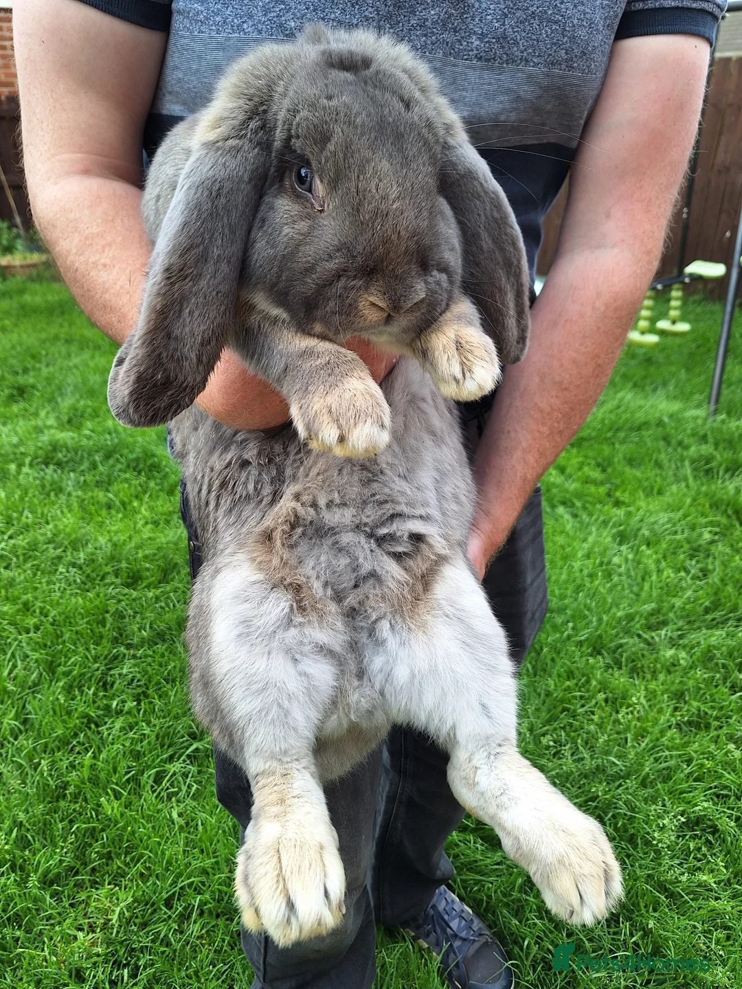 French Lop rabbits for sale: Giant French Lop Buck, 8 months old - Advert 1