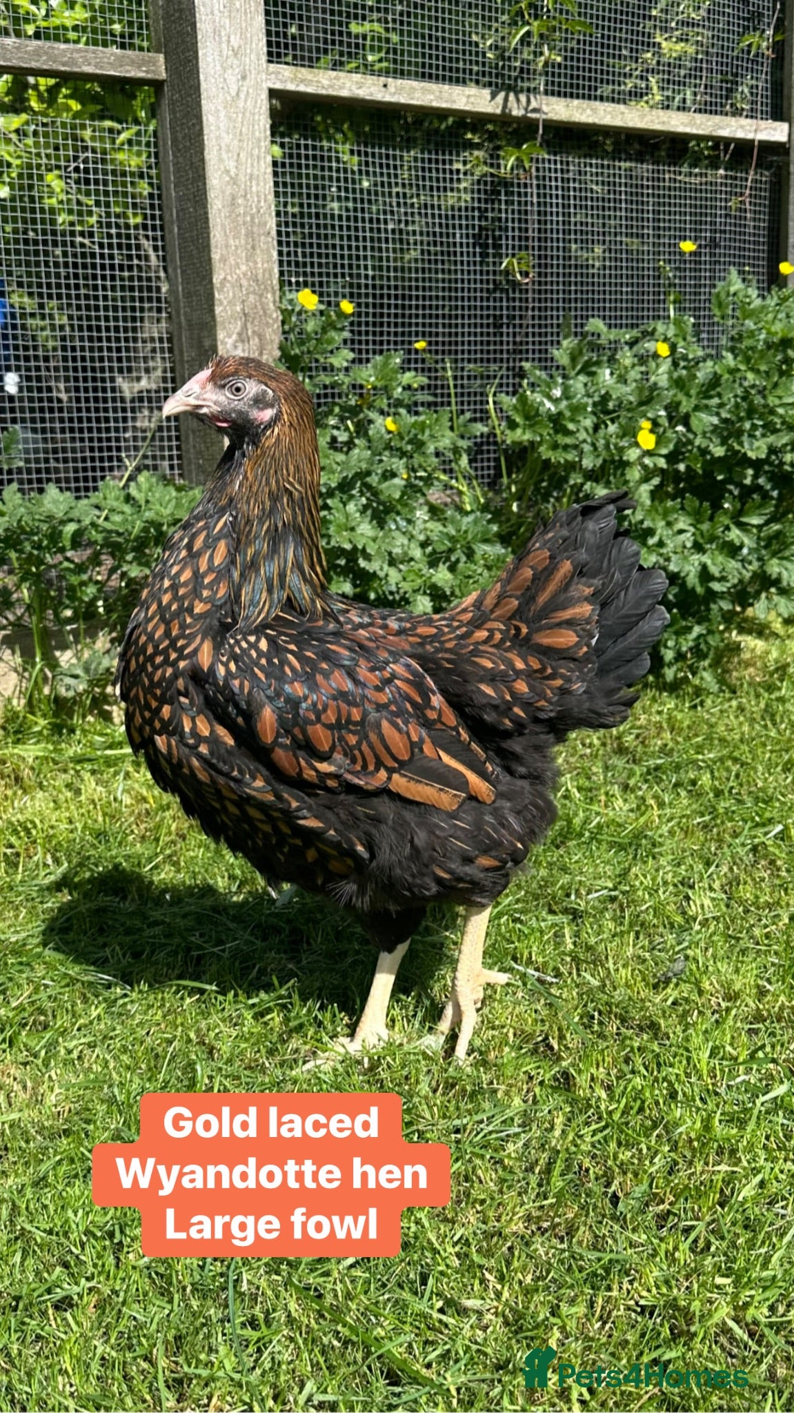 Chickens poultry Pure breed large fowl hens  - Advert 2