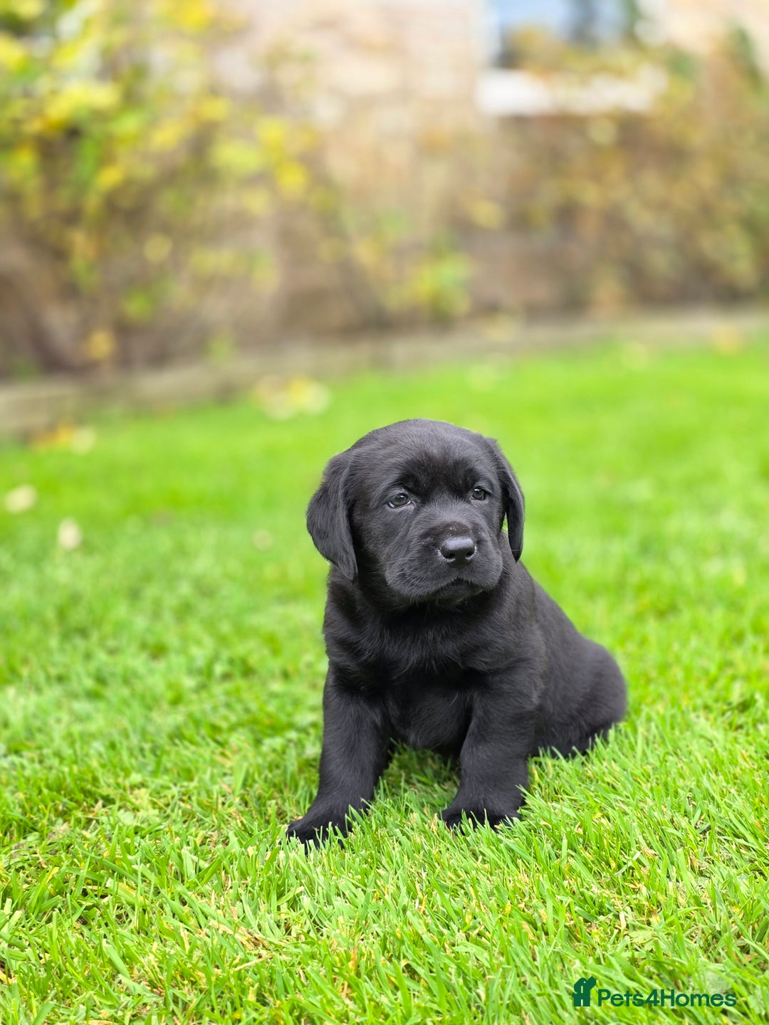 Labrador Retriever dogs for sale: High Quality Black Labrador Puppies - Advert 19
