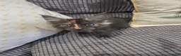 Maine Coon cats for sale: Title 2 x Maine Coon Kittens ONLY FEMALES LEFT - Advert 6