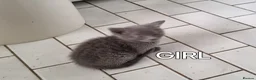 Mixed Breed cats for sale: Kittens looking for there forever homes. - Advert 7