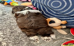 Shih Tzu dogs for sale: Shih Tzu Girl  - Image 3