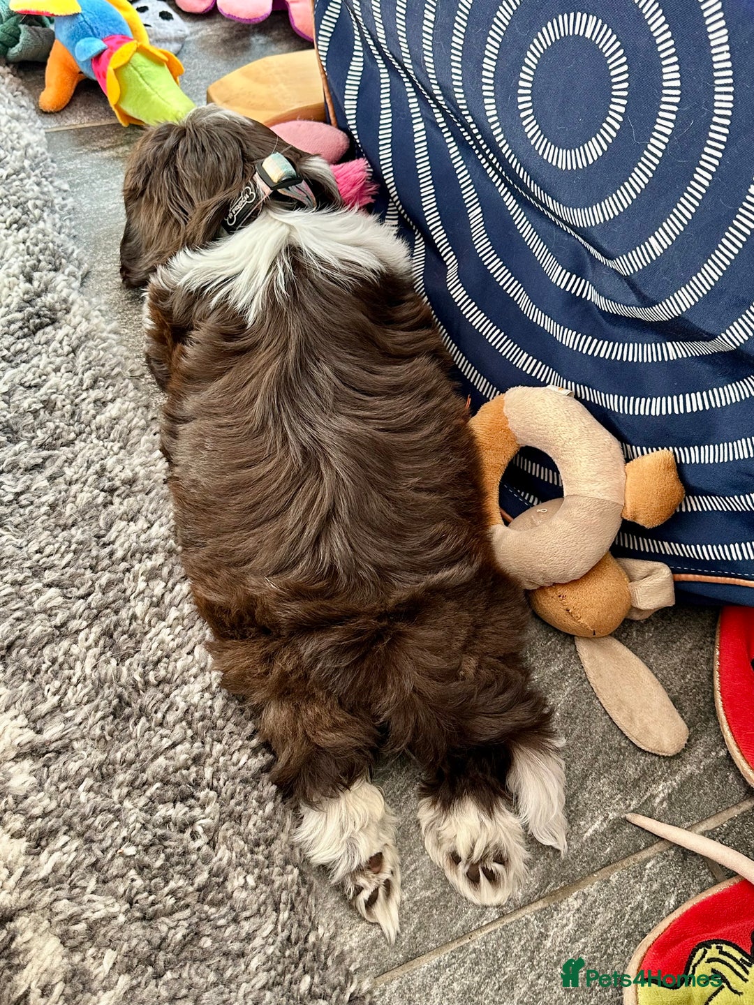 Shih Tzu dogs for sale: Shih Tzu Girl  - Image 3