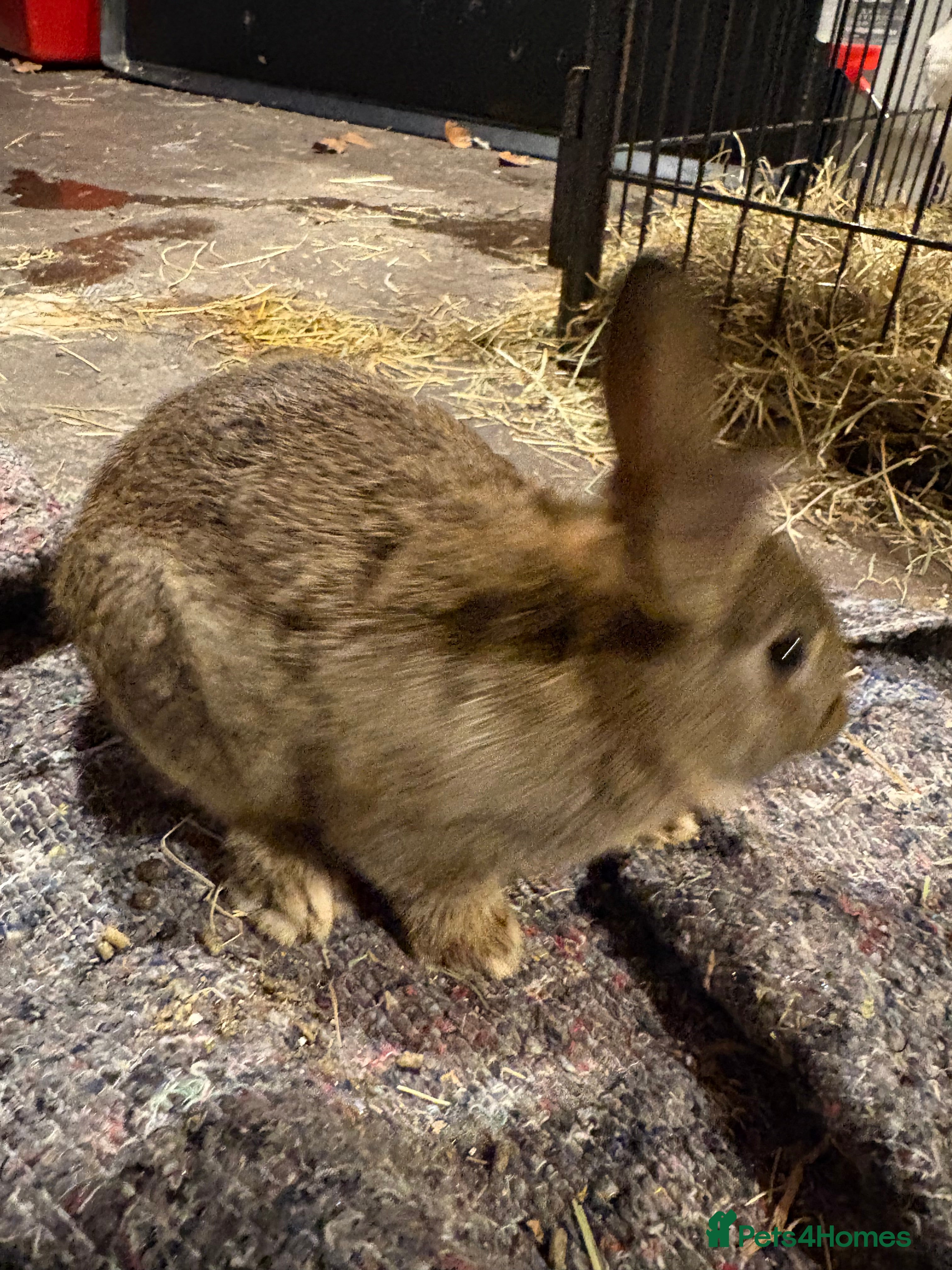 New Zealand rabbits New Zealand babies 5 weeks old  - Advert 5