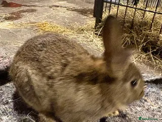 New Zealand rabbits New Zealand babies 5 weeks old - Advert 5