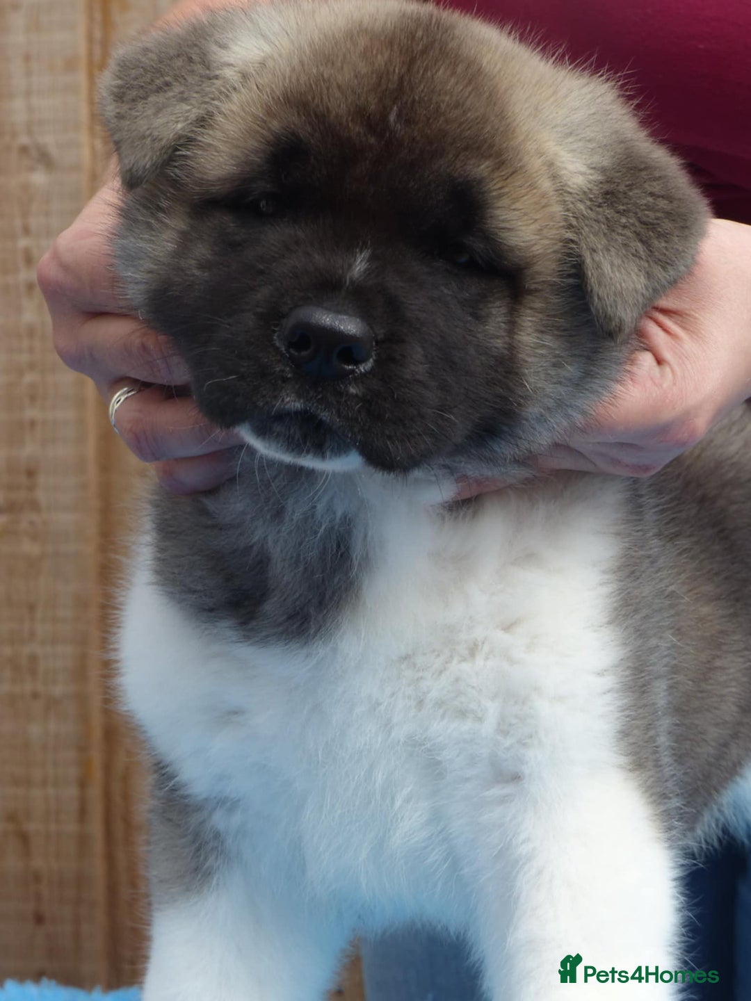 Akita dogs for sale: KC registered Akita puppies - Image 4