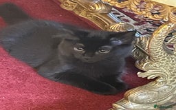 Maine Coon cats for sale: Maine coon  - Image 5