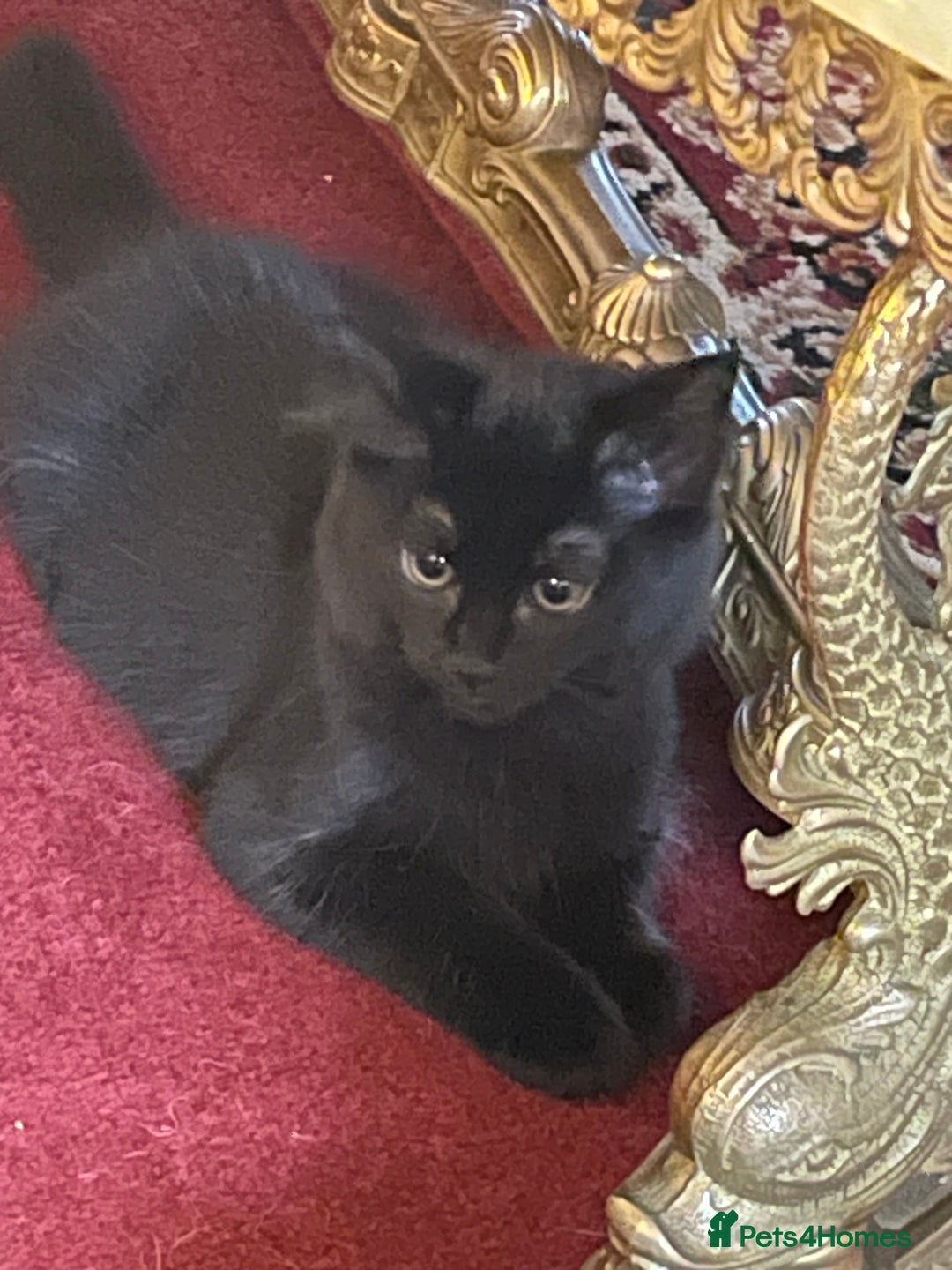 Maine Coon cats for sale: Maine coon  - Image 5