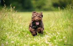 Cockapoo dogs for sale: MALE Cockapoo for sale - Image 4