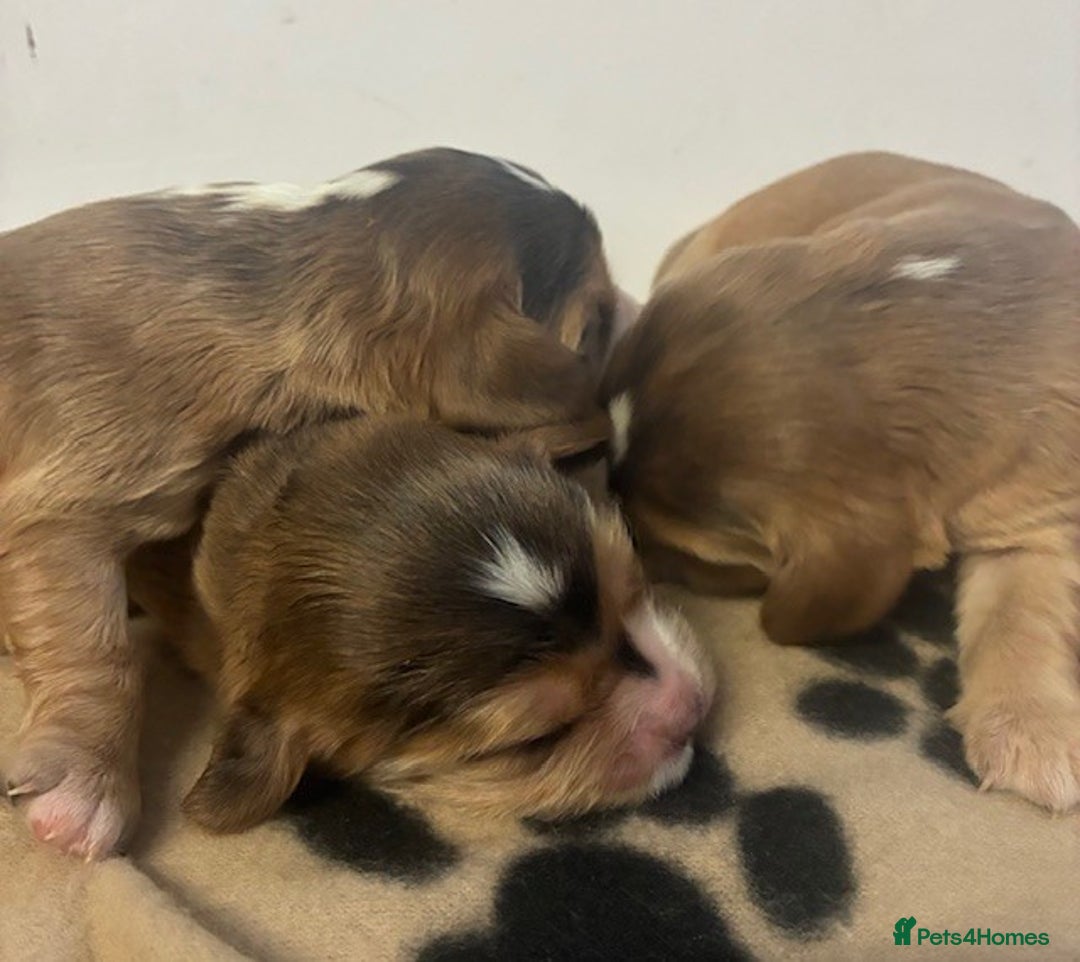 Cockalier dogs for sale: ✨ Beautiful Cockalier puppies ✨ - Image 5