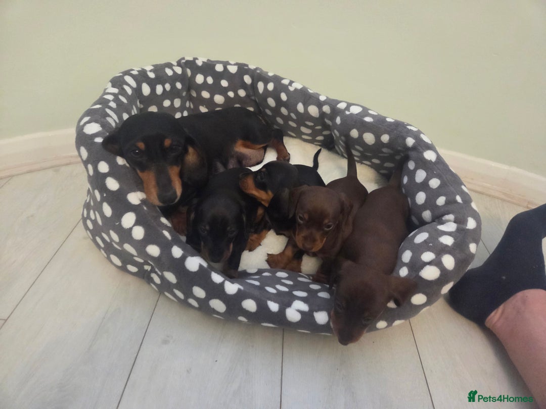 Miniature Dachshund dogs for sale: Daxie pups for sale - Advert 2