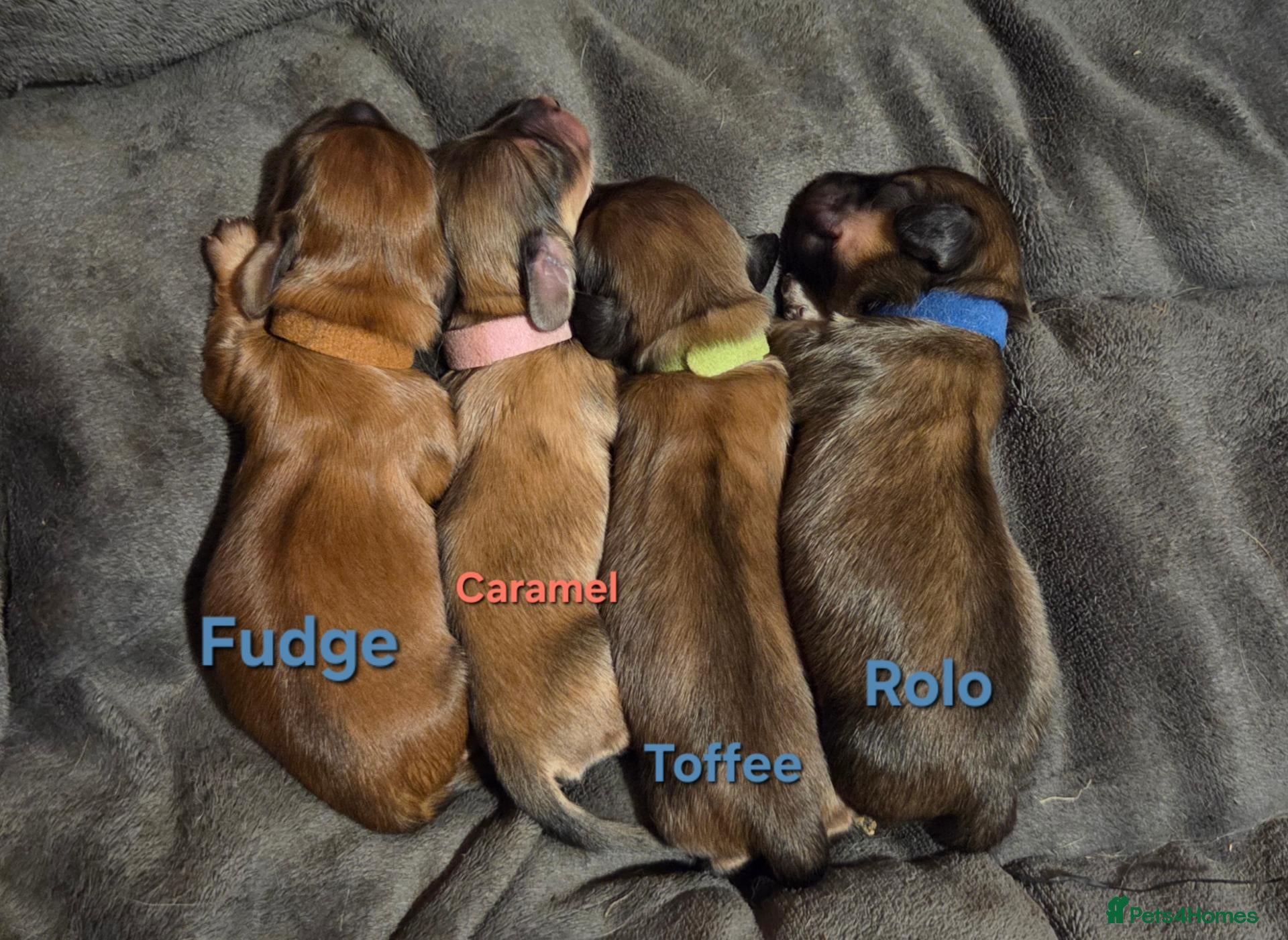 Dachshund dogs 4 Long Haired Mini Dachshunds Ready November - Advert 2