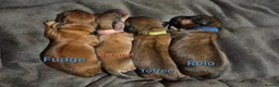 Dachshund dogs for sale: 4 Long Haired Mini Dachshunds beautifully stunning - Advert 9