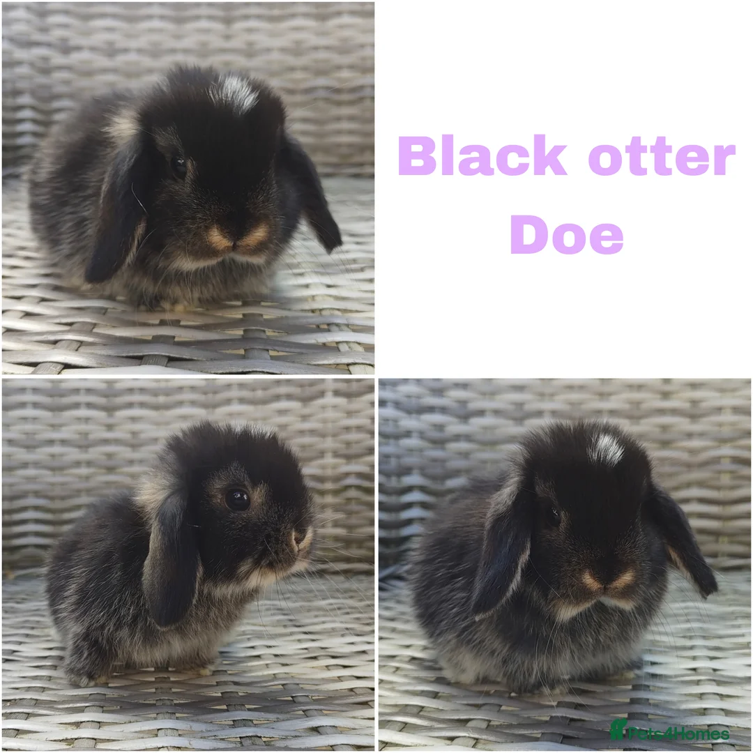 Mini Lop rabbits for sale: Stunning mini lops available for reserve  - Advert 6