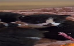 Mixed Breed cats for sale: Beautiful Maine Coon x kittens - Image 9