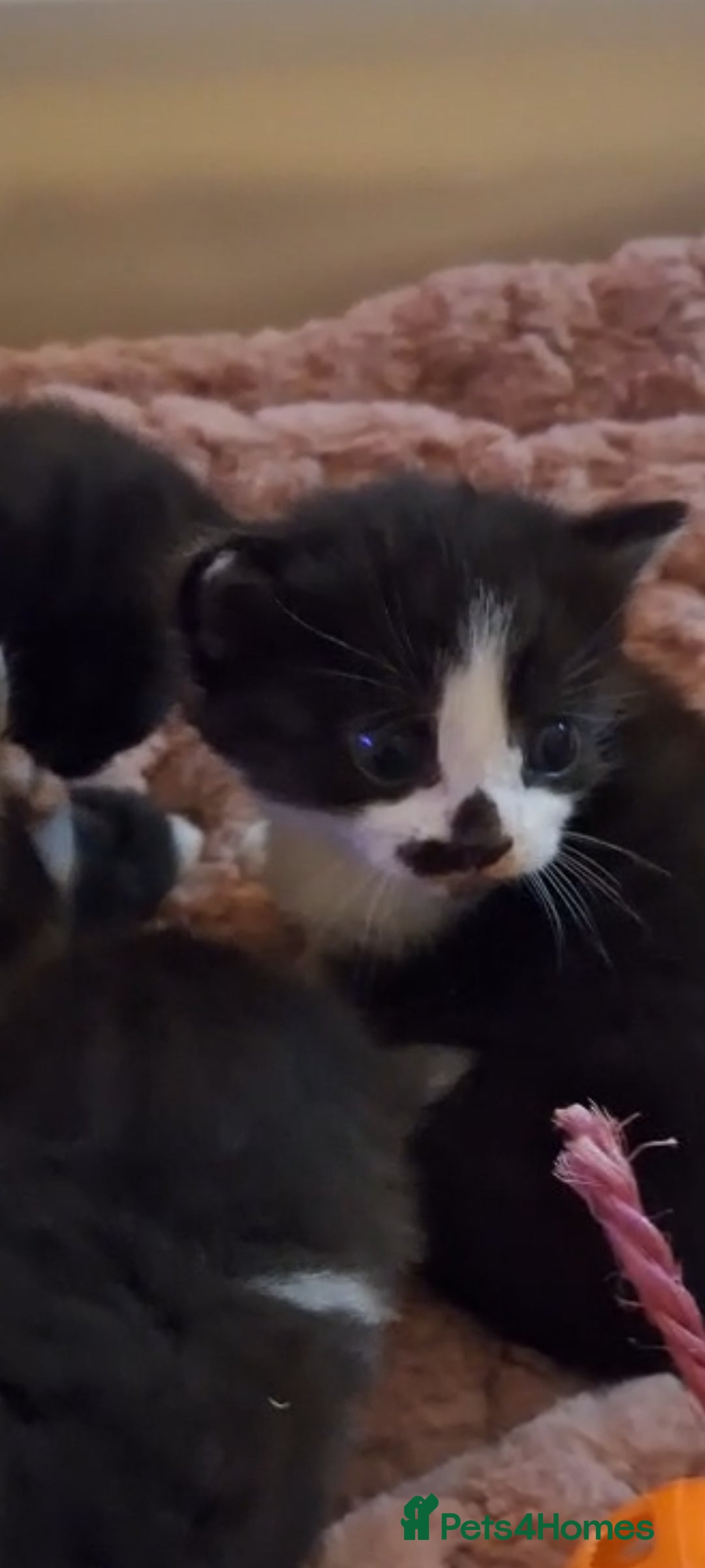 Mixed Breed cats for sale: Beautiful Maine Coon x kittens - Image 9