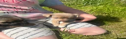 Jack Russell dogs for sale: Female jack Russell - Advert 2