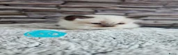 Ragdoll cats for sale: Ragdoll kittens looking for home  - Advert 4