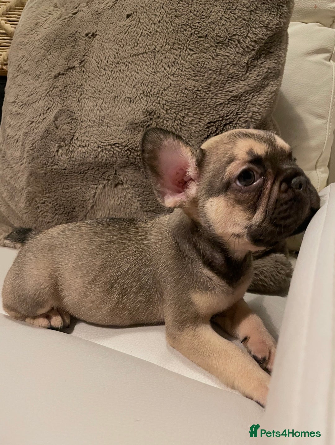 French Bulldog dogs for sale: FRENCH BULLDOG PUPPIES FOR SALE!! - Advert 10