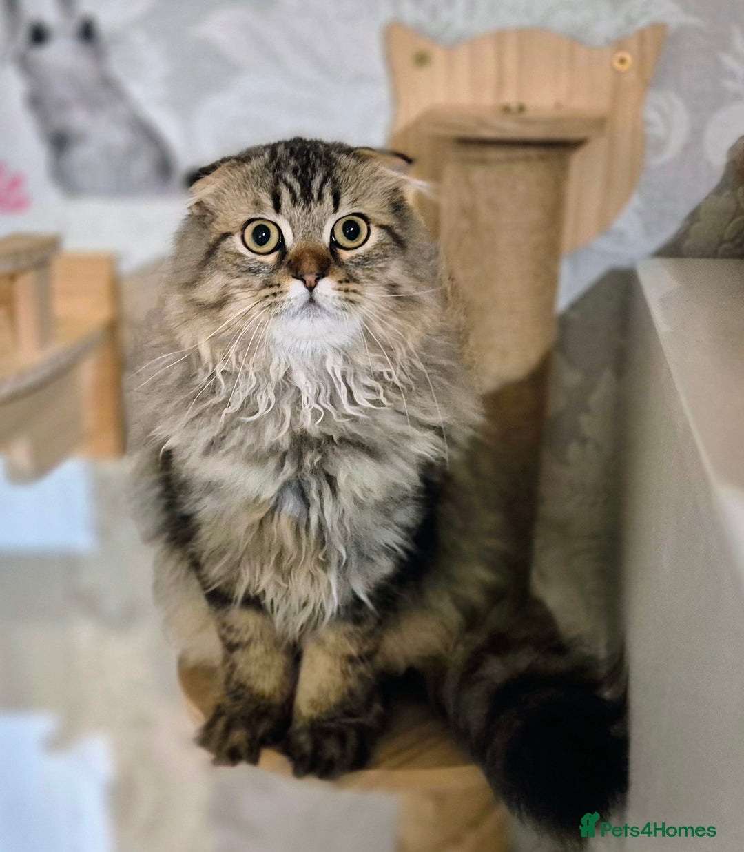 Scottish Fold cats for sale: 2 boys left! TICA registered Scottish Fold - Image 4