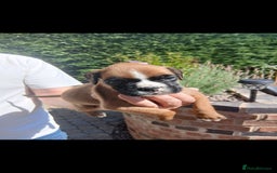 Boxer dogs for sale: Stunning kc registered boxer pups - Image 8