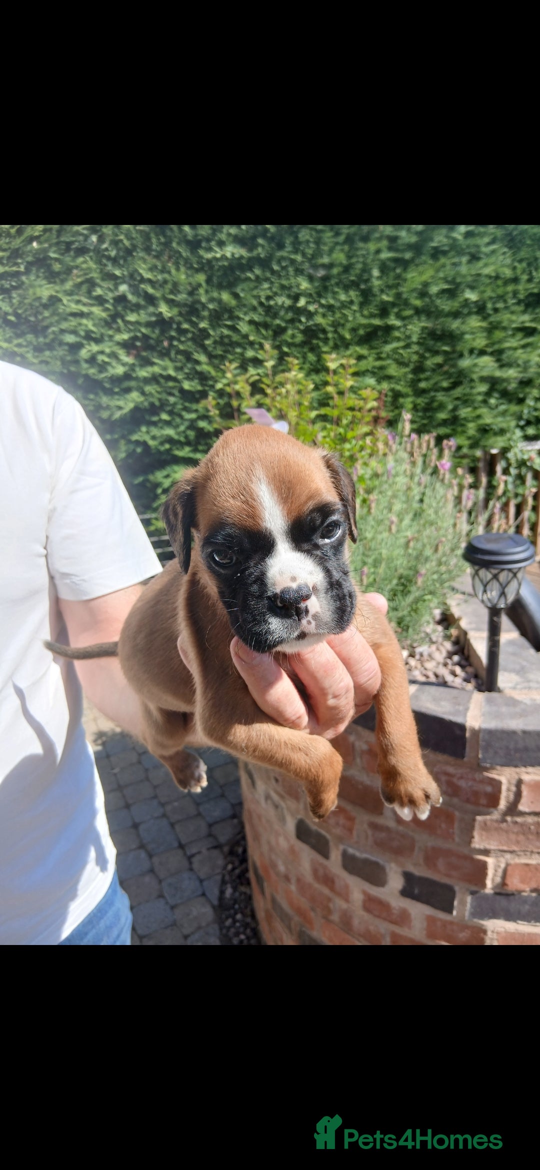 Boxer dogs for sale: Stunning kc registered boxer pups - Image 8
