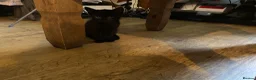 Mixed Breed cats for sale: 2 Beautiful Kittens - Advert 3