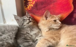 Maine Coon cats for sale: Last 2 boys left   - Image 14