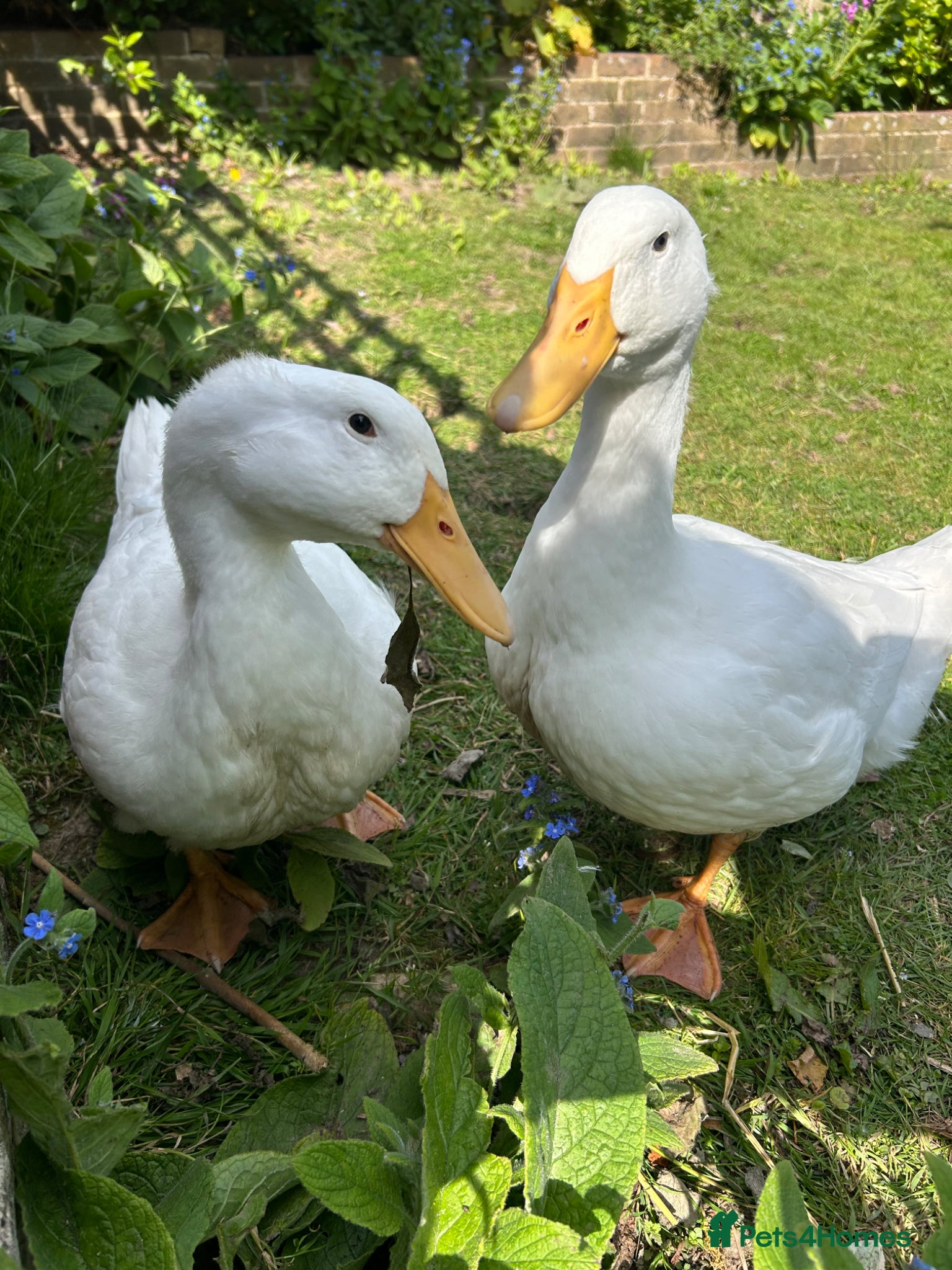 Ducks poultry 2 female Pekin ducklings to go to loving home - Advert 17