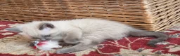 Ragdoll cats for sale: Gorgeous friendly Ragdoll kittens - Advert 23