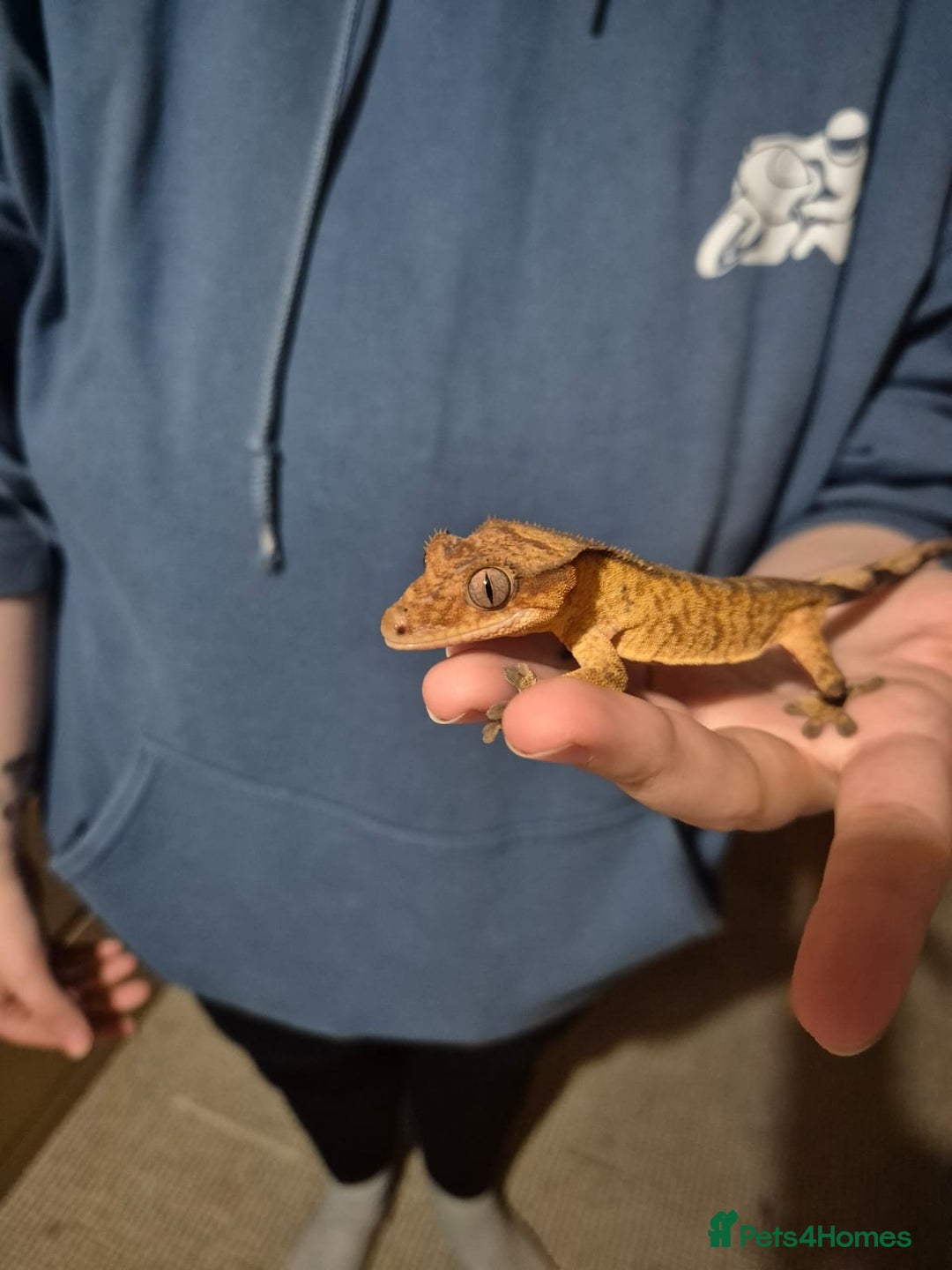 Gecko reptiles for sale: Crested Gecko + Tank - Image 2
