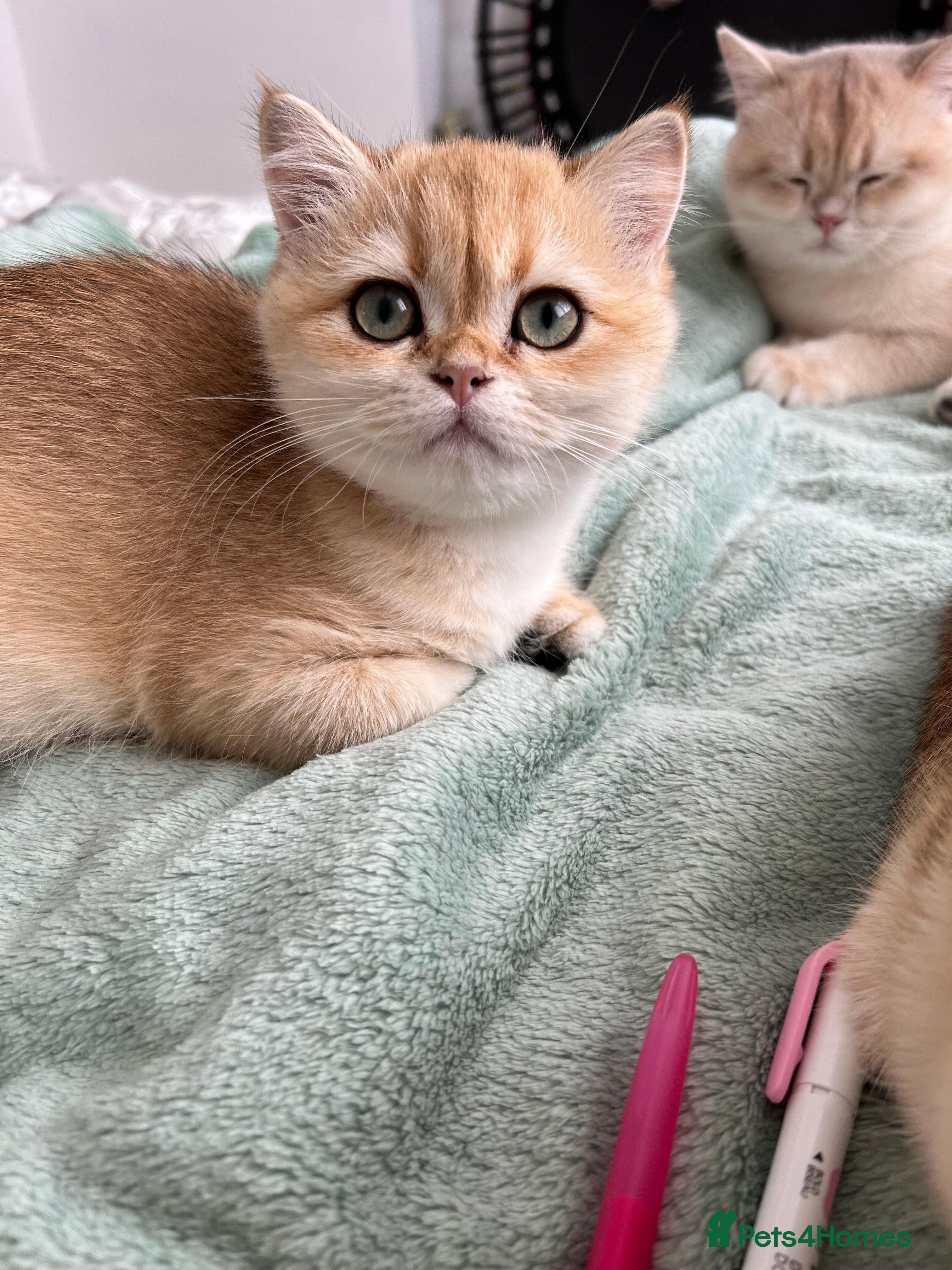 British Shorthair cats for sale: Gorgeous Blue and Black Golden British Shorthairs  - Advert 2
