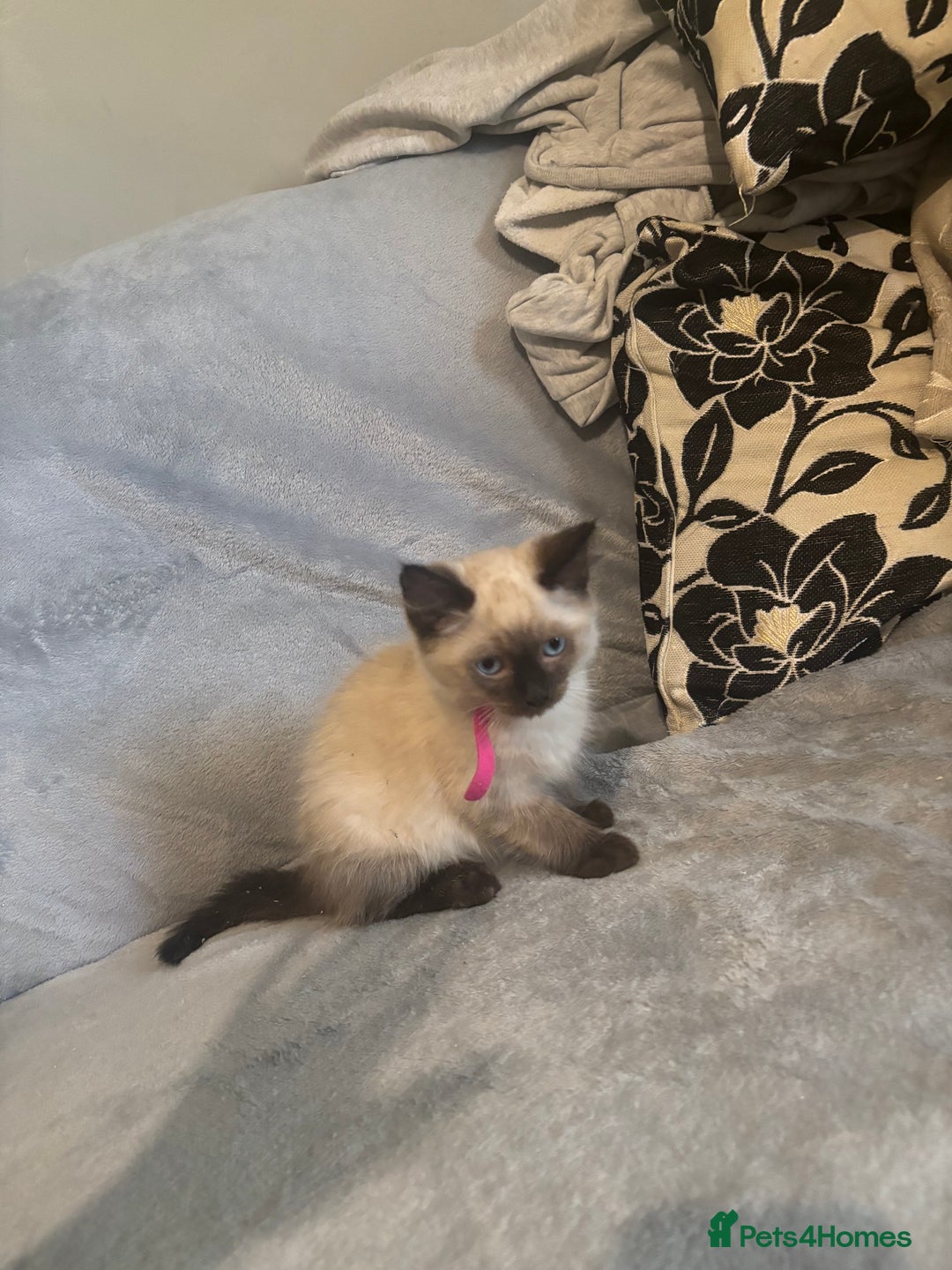 Ragdoll cats for sale: Beautiful Ragdoll kittens  - Image 2