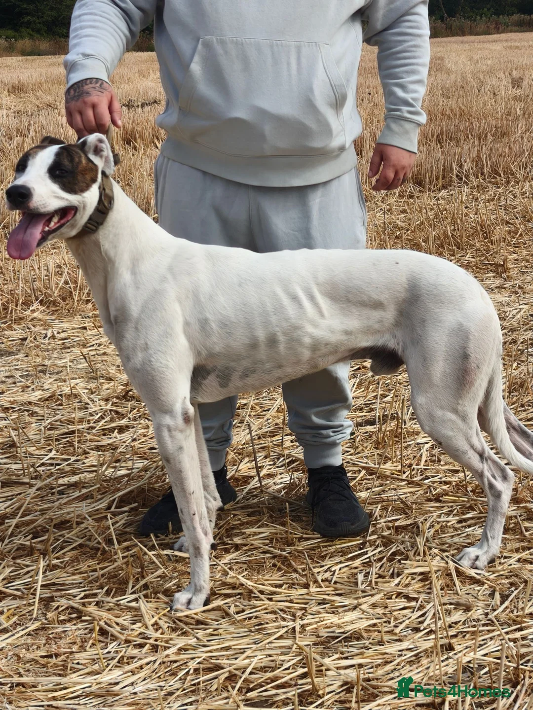 Lurcher dogs for stud: half cross bull greyhound - Advert 2