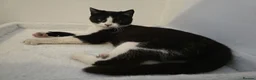 British Shorthair cats for sale: 3 Months Old Kitten Ready To Go Home in Birmingham - Advert 3