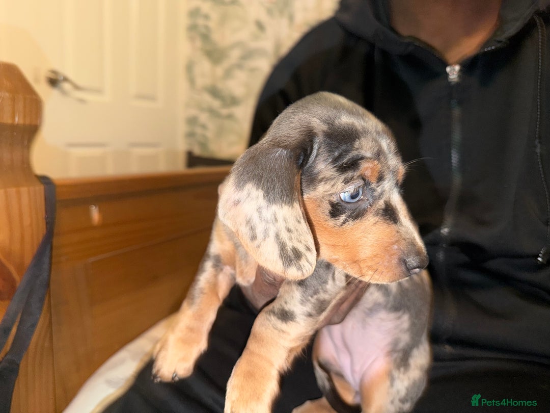 Dachshund dogs for sale: Isabella, pied, dapple dachshund - Advert 7