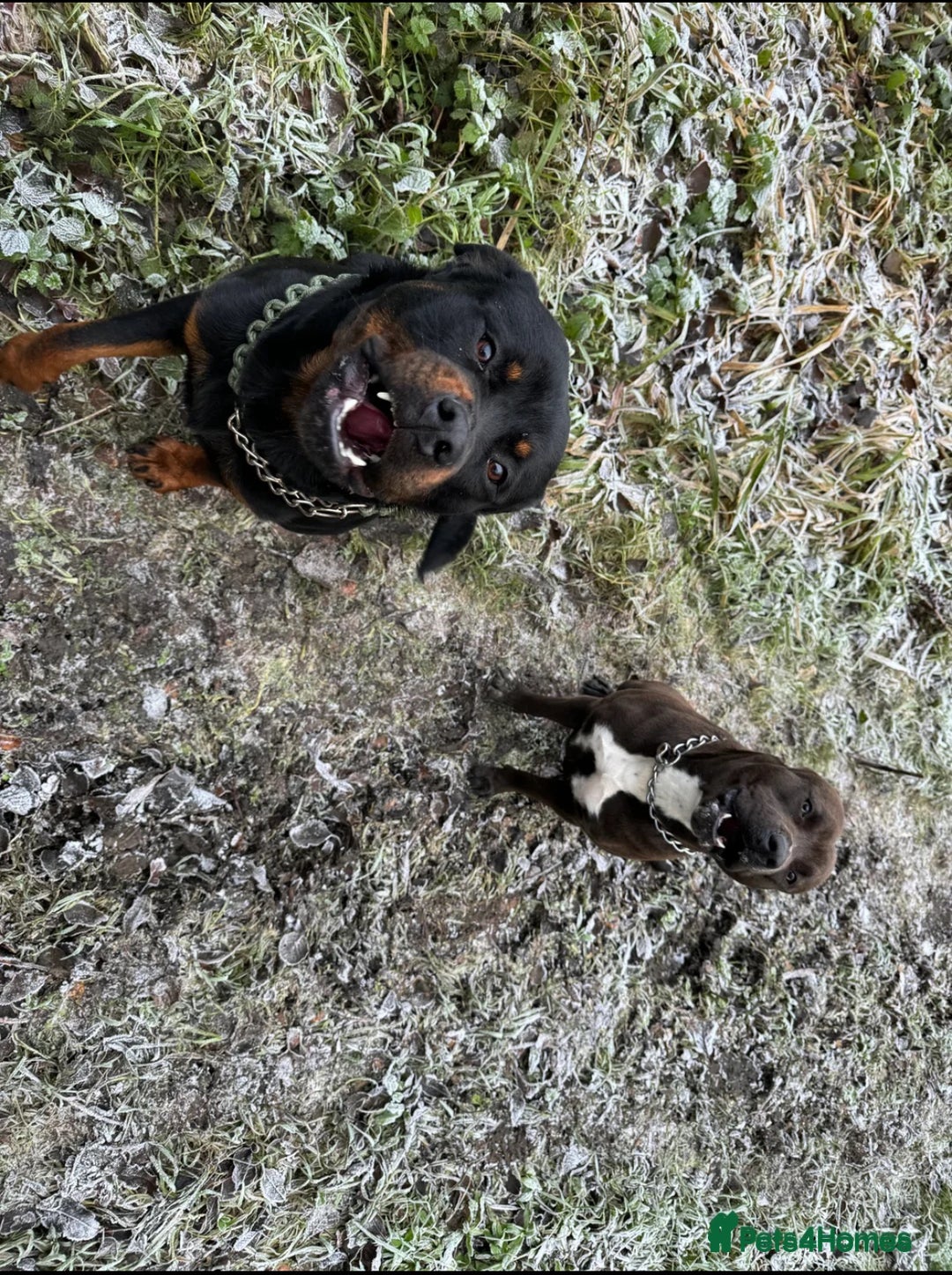 Mixed Breed dogs for sale: Staffy X Rottweiler puppies for sale - Image 20