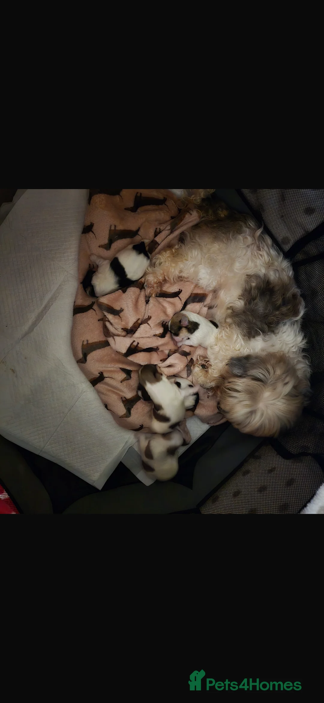 Mixed Breed dogs for sale: 5 Lhasa Apso × Yorkshire Terrier puppies for sale  - Advert 19