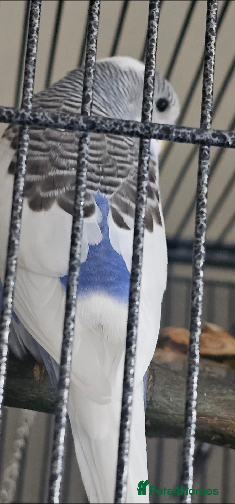 Budgerigars birds for sale: 2 male budgies, one 6 month old one 3 month old  - Advert 3