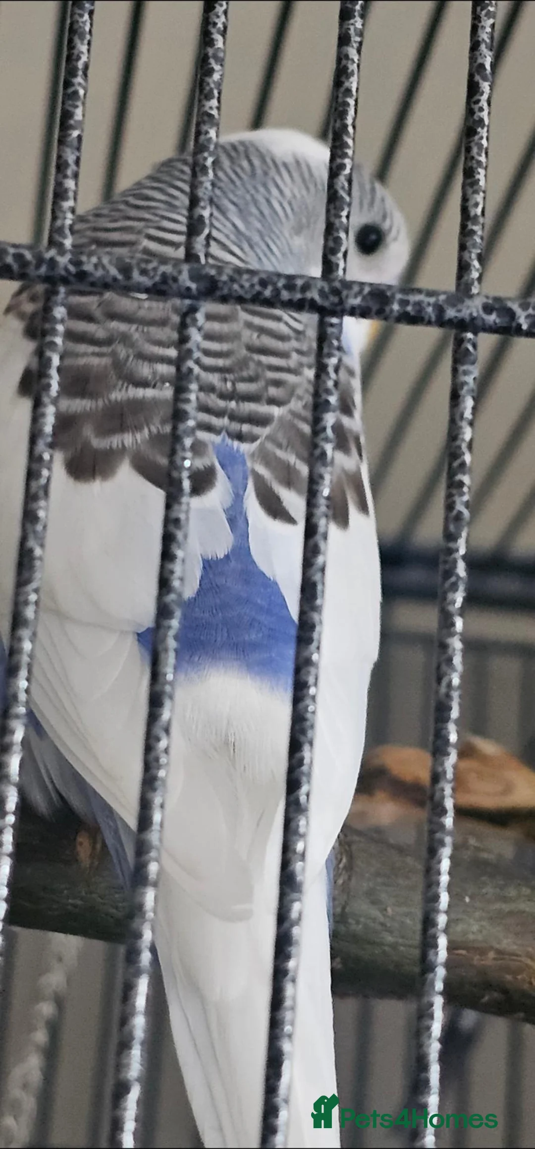 Budgerigars birds for sale: 2 male budgies, one 6 month old one 3 month old  in Stockport - Advert 1