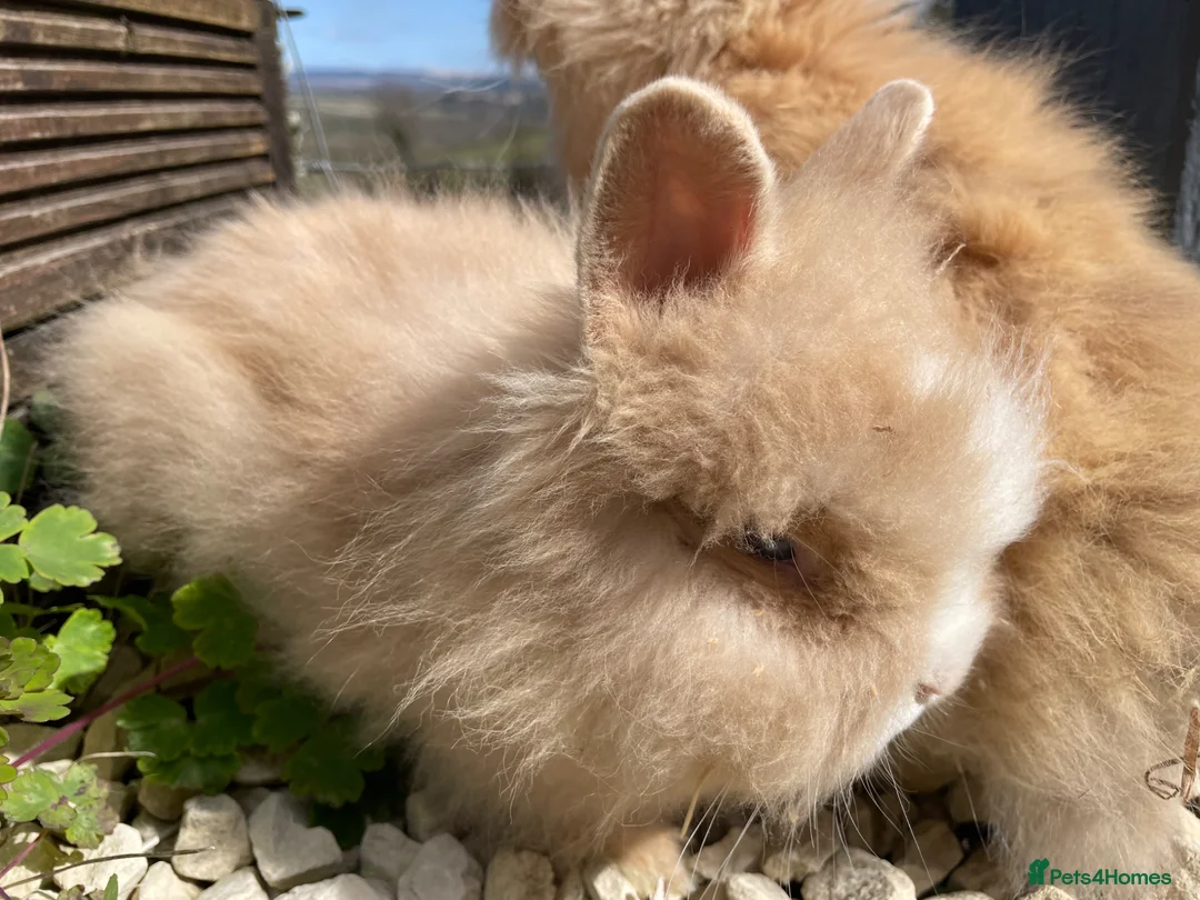 Lionhead rabbits for sale: Beautiful baby lionhead rabbits - Advert 8