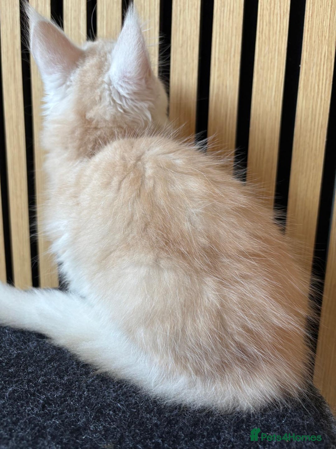 Maine Coon cats for sale: XL Maine Coon Kittens for Sale – TICA Reg - Advert 33