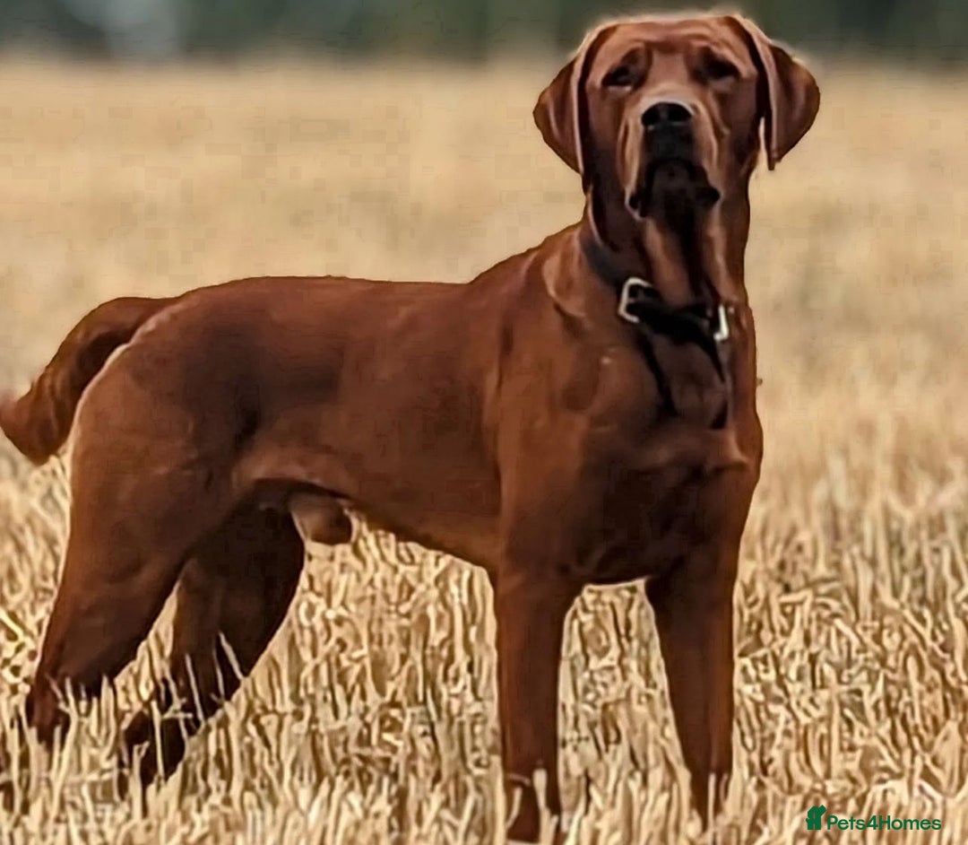 Labrador Retriever dogs for sale: KC Reg Fox Red Labrador Puppies Health Tested - Advert 9