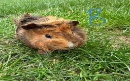 Guinea Pig rodents for sale: Male and Female Guinea Pigs For Sale  - Image 13